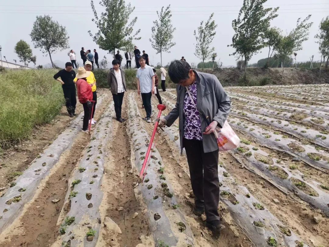 主产区今年花生种植如何，市场有什么新变化？↓↓↓看最新一线调研 第3张